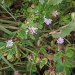 Trifolium resupinatum Yeri