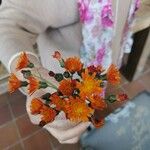 Pilosella guthnikiana 花