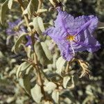 Solanum hindsianum Vivejo