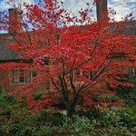 Acer japonicum Elinympäristö