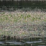 Persicaria amphibia ഇല