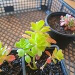 Sedum kimnachii 葉