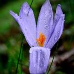 Crocus nudiflorusफूल