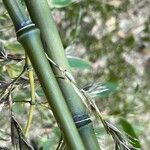 Phyllostachys nigra Corteccia