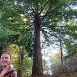 Sequoia sempervirensList