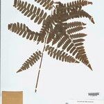 Cyathea surinamensis Лист