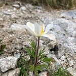 Pulsatilla scherfelii Habit