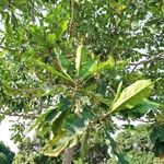 Anthocleista schweinfurthii पत्ता