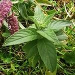 Mentha longifoliaFuelha