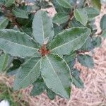 Elaeagnus × submacrophylla Hoja
