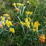 Helichrysum arenarium عادت داشتن