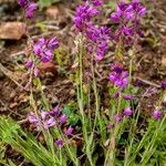 Polygala nicaeensis Fula