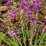 Polygala nicaeensis Цветок