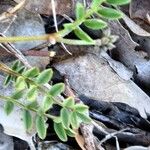 Hippocrepis scorpioides Blad