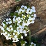 Hornungia alpina Flor
