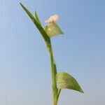 Commelina nigritana Flor