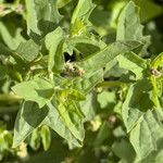 Atriplex suberecta Flower