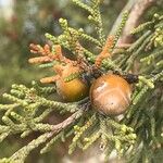Juniperus phoenicea Fruit