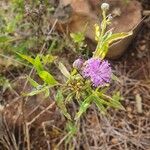 Gutenbergia cordifolia Virág