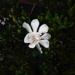 Gardenia taitensis 花