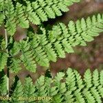 Dryopteris aemula Alia