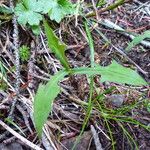 Lactuca hirsuta Liść