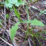 Lactuca hirsuta 叶