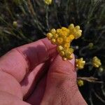 Helichrysum saxatile Blomst