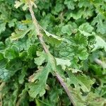 Senecio doria Bark