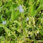 Myosotis minutiflora Virág