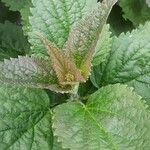 Agastache foeniculum Leaf