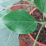 Oreopanax nymphaeifolius Hoja