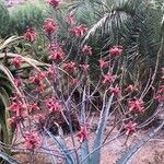 Aloe divaricata Λουλούδι