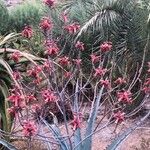 Aloe divaricata Цвят