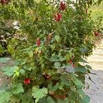 Justicia brandegeeana Hábito