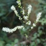 Actaea biternata Flower