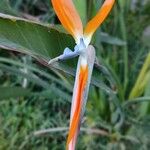 Strelitzia reginae Flor