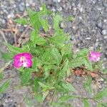 Oenothera rosea ഇല