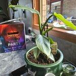 Philodendron hastatum Hoja
