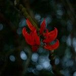 Erythrina variegata Flower