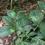 Rothmannia hispida Hoja