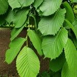 Ulmus glabra Blad