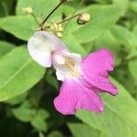 Impatiens balfouriiFlower