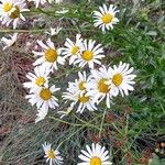 Leucanthemum heterophyllum Žiedas