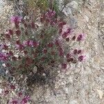 Thymus longiflorus Fula