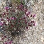 Thymus longiflorus Flower