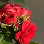 Rosa damascena Fleur