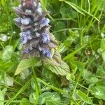 Ajuga pyramidalisFlor