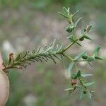 Euphorbia sulcata Other