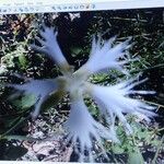 Dianthus hyssopifoliusFlor